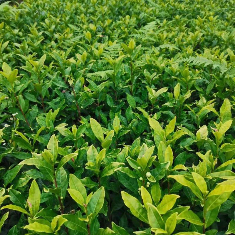 茶苗（黄金茶系列，中黄系列）