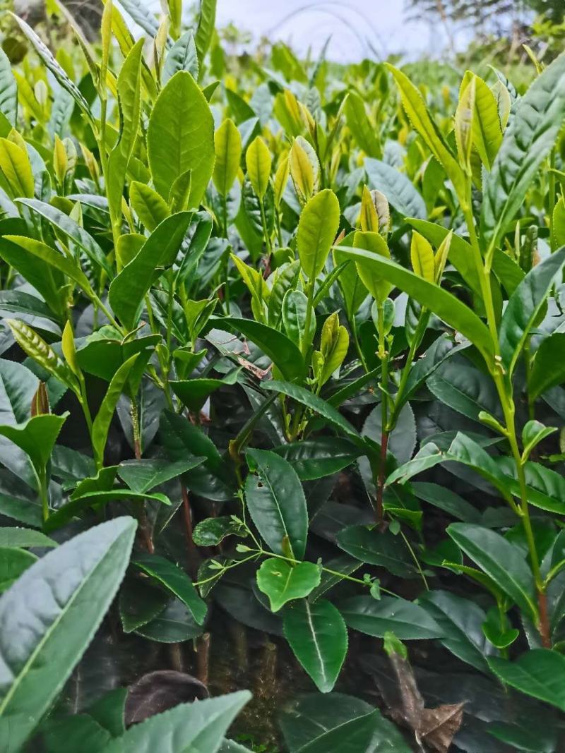茶苗（黄金茶系列，中黄系列）