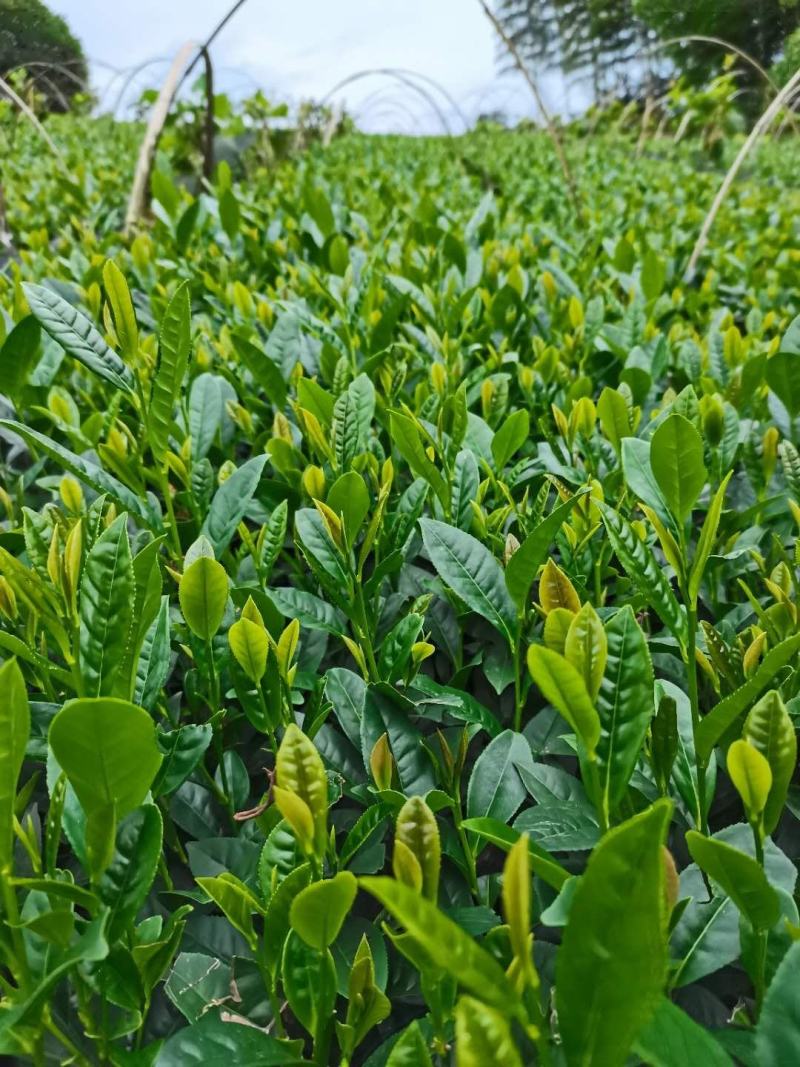 茶苗（黄金茶系列，中黄系列）
