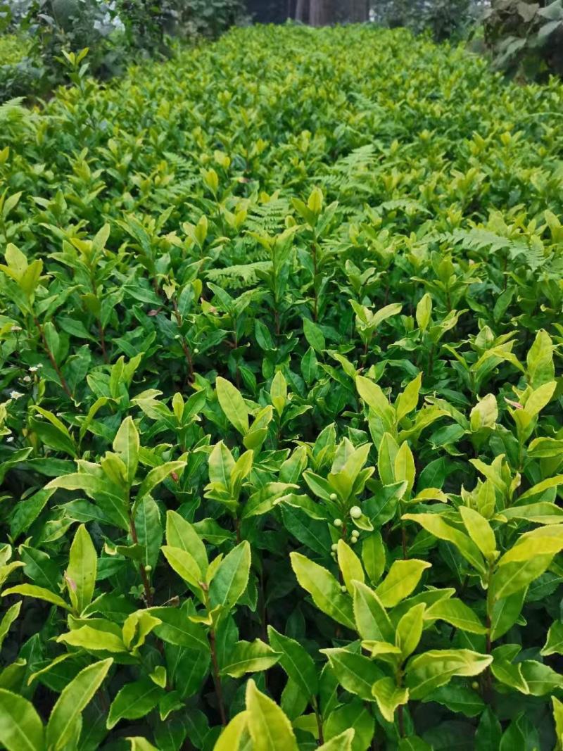 茶苗（黄金茶系列，中黄系列）
