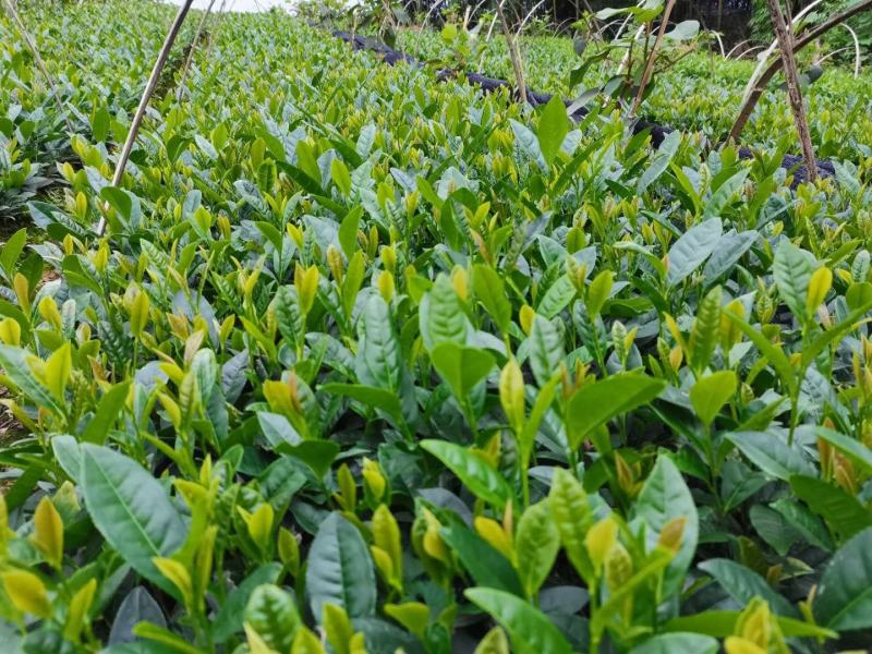 茶苗（黄金茶系列，中黄系列）