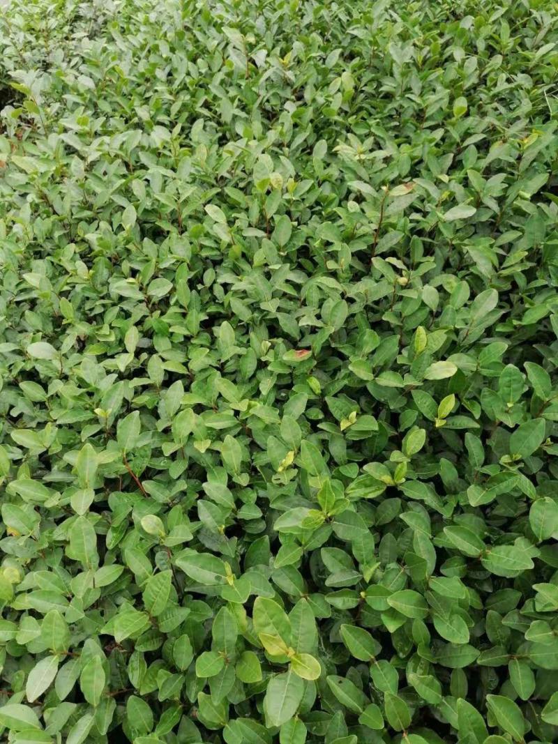 茶苗（乌牛早）