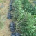 茶树（绿化茶树）