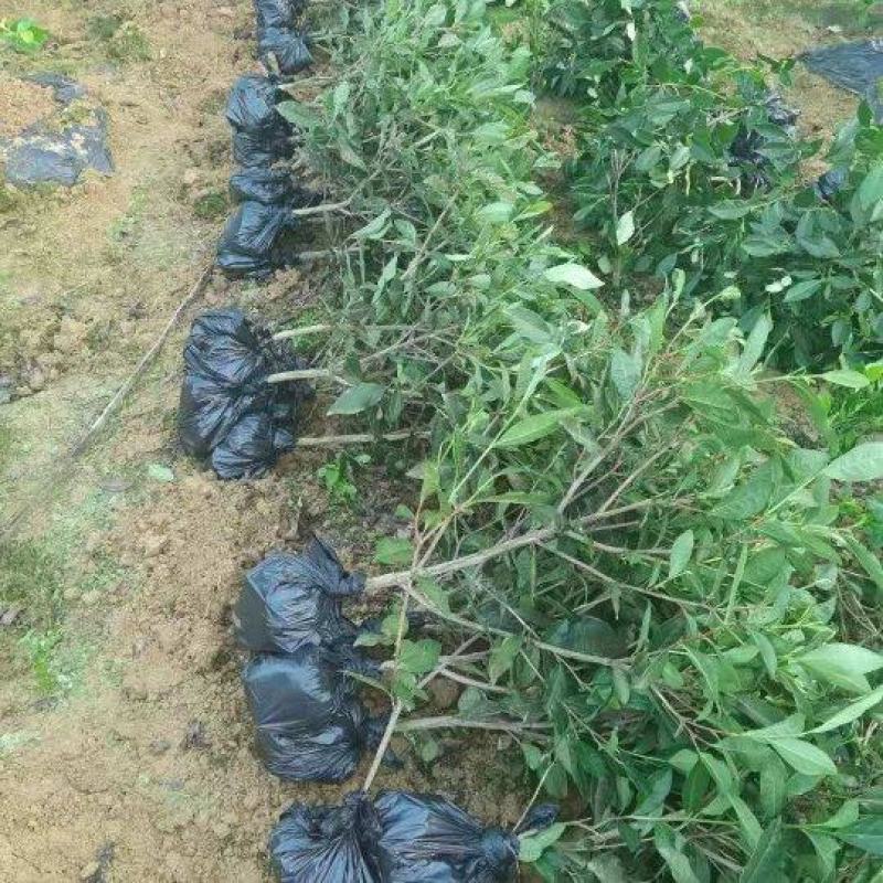 茶树（绿化茶树）