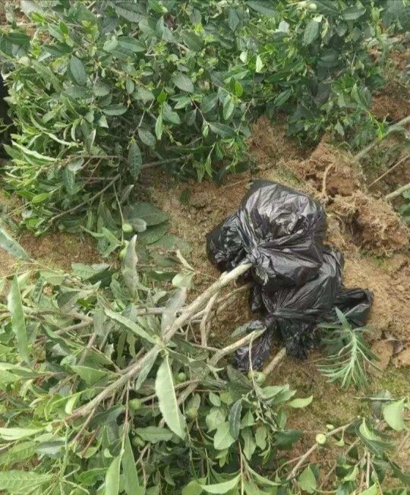 茶树（绿化茶树）