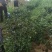 茶树（绿化茶树）