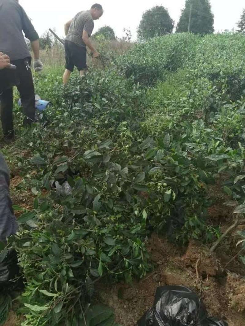 茶树（绿化茶树）