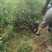 茶树（绿化茶树）