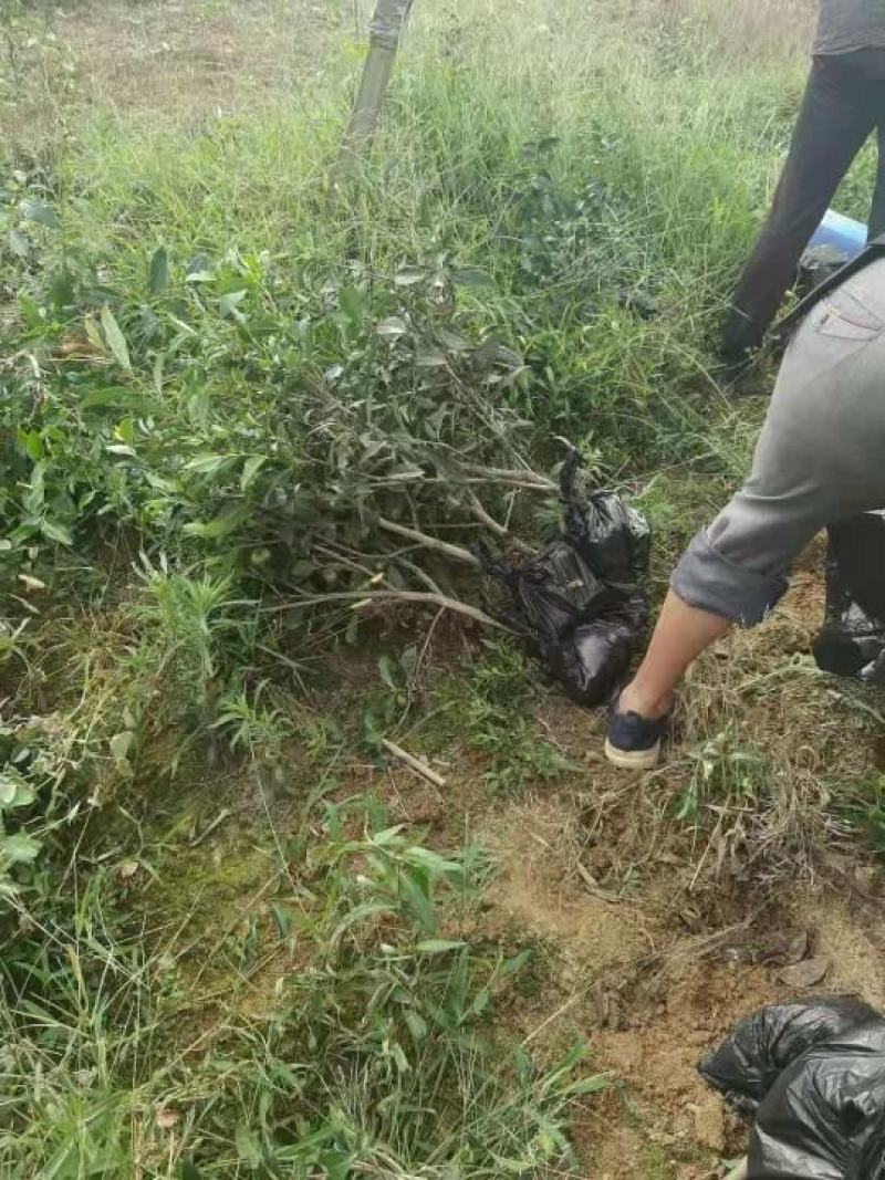 茶树（绿化茶树）