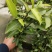 茶苗（名选131）