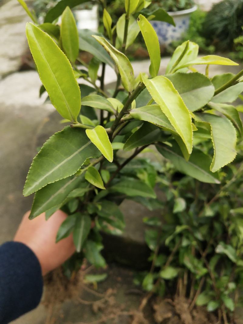 茶苗（名选131）