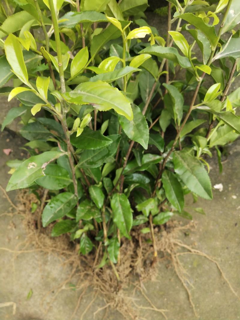 茶苗（名选131）
