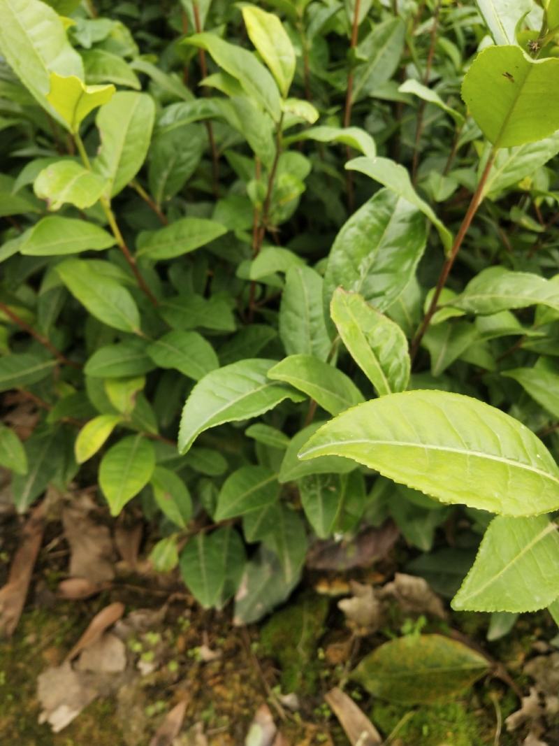 茶苗（名选131）