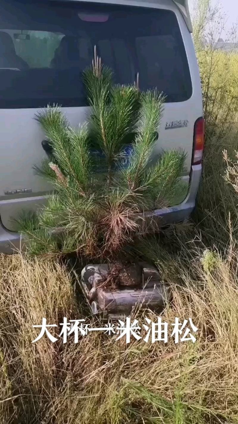 一米油松杯苗地栽苗，行距30公分，不拖腿，不糊枝，粗壮