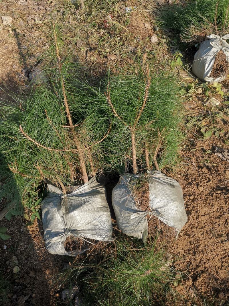 70公分营养钵油松地栽苗，行距30公分，不拖腿，不糊枝，