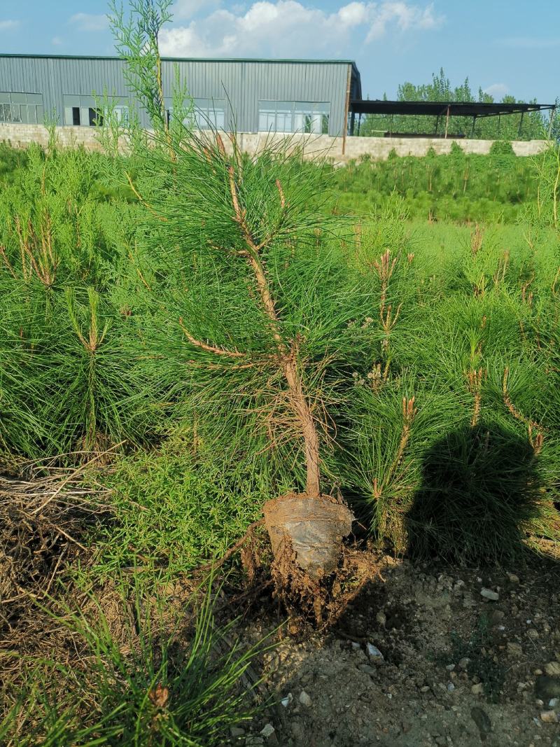 50公油松苗杯苗
