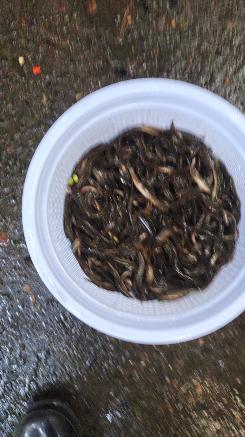 泥鳅