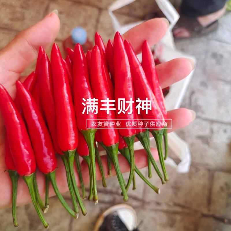 满丰财神朝天椒种子香辣小果型朝天辣椒种子可作干椒抗病高产