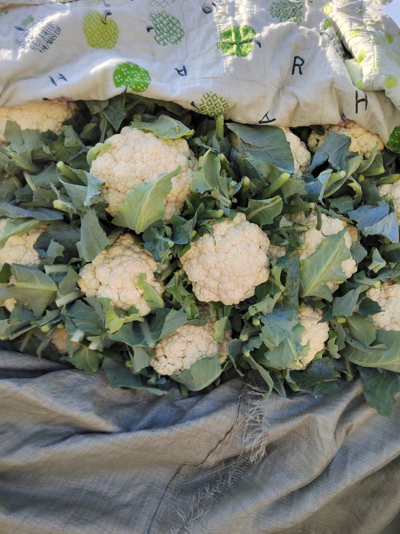 本地有机花，青梗白面，小米粒。中米粒大量上市
