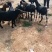 正宗本地黑山羊高山散养，肉质鲜嫩，可繁殖可杀肉，有需要的