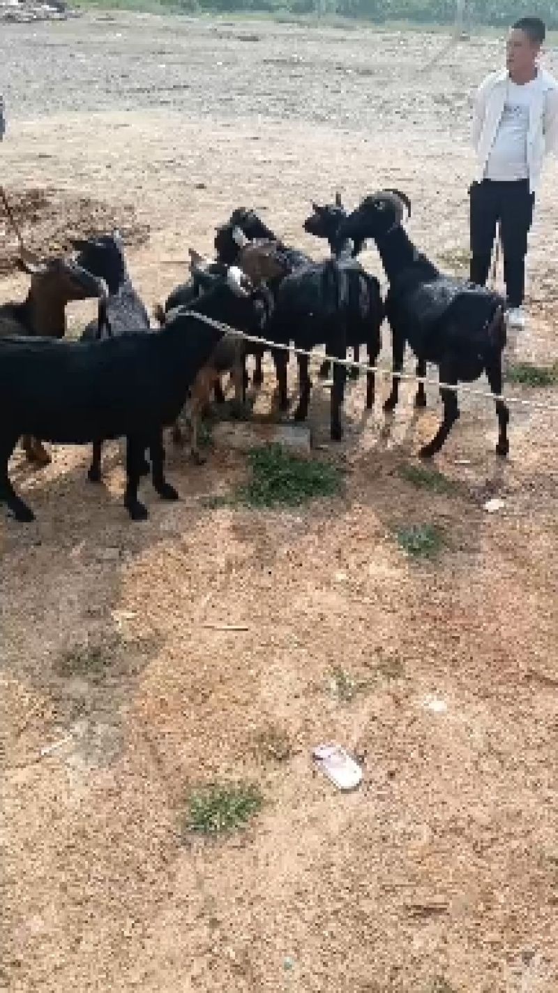 正宗本地黑山羊高山散养，肉质鲜嫩，可繁殖可杀肉，有需要的