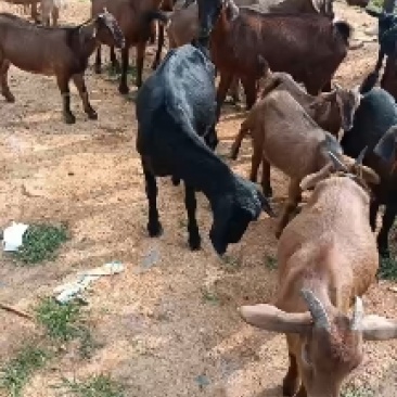 正宗本地黑山羊高山散养，肉质鲜嫩，可繁殖可杀肉，有需要的