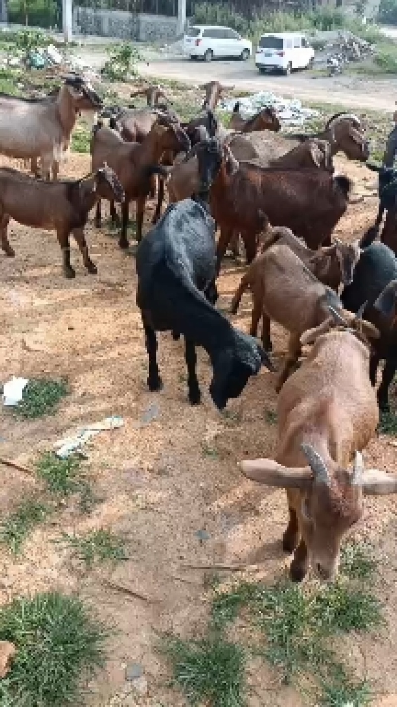 正宗本地黑山羊高山散养，肉质鲜嫩，可繁殖可杀肉，有需要的