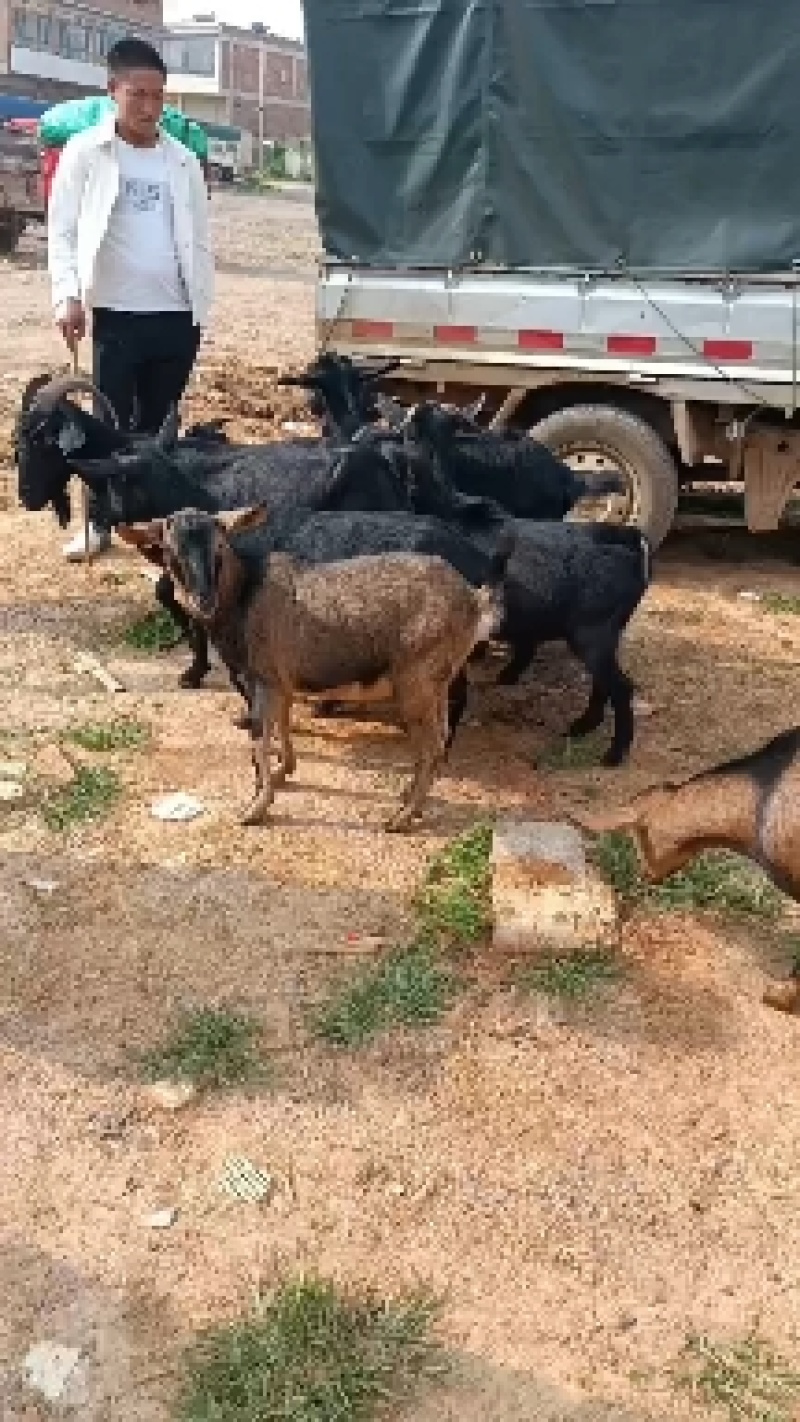 正宗本地黑山羊高山散养，肉质鲜嫩，可繁殖可杀肉，有需要的