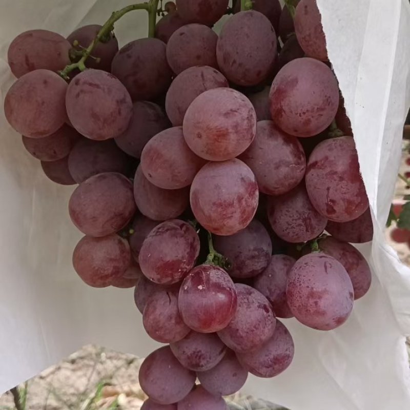 陕西红提葡萄大量上市