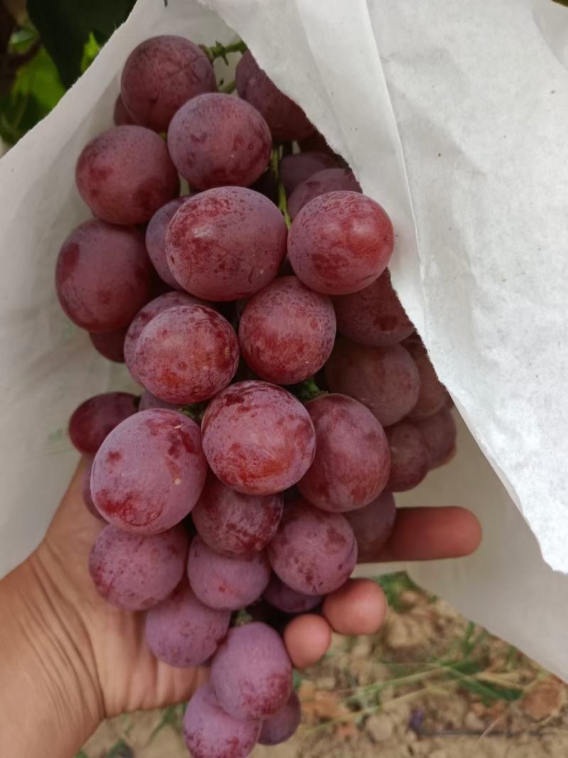 陕西红提葡萄大量上市