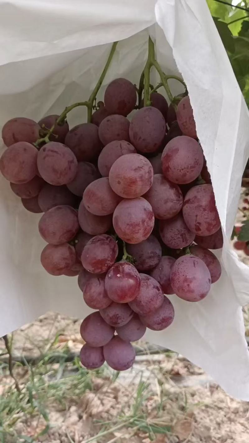 陕西红提葡萄大量上市