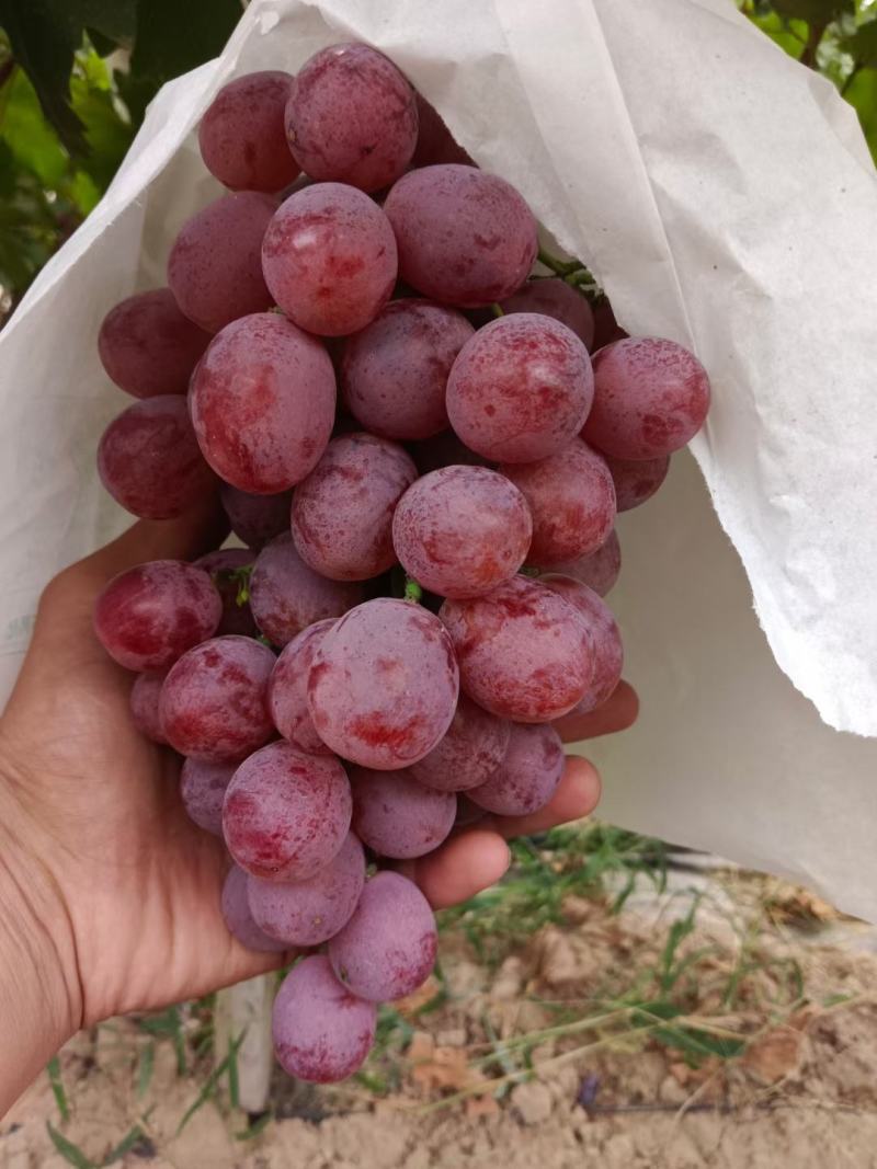 陕西红提葡萄大量上市