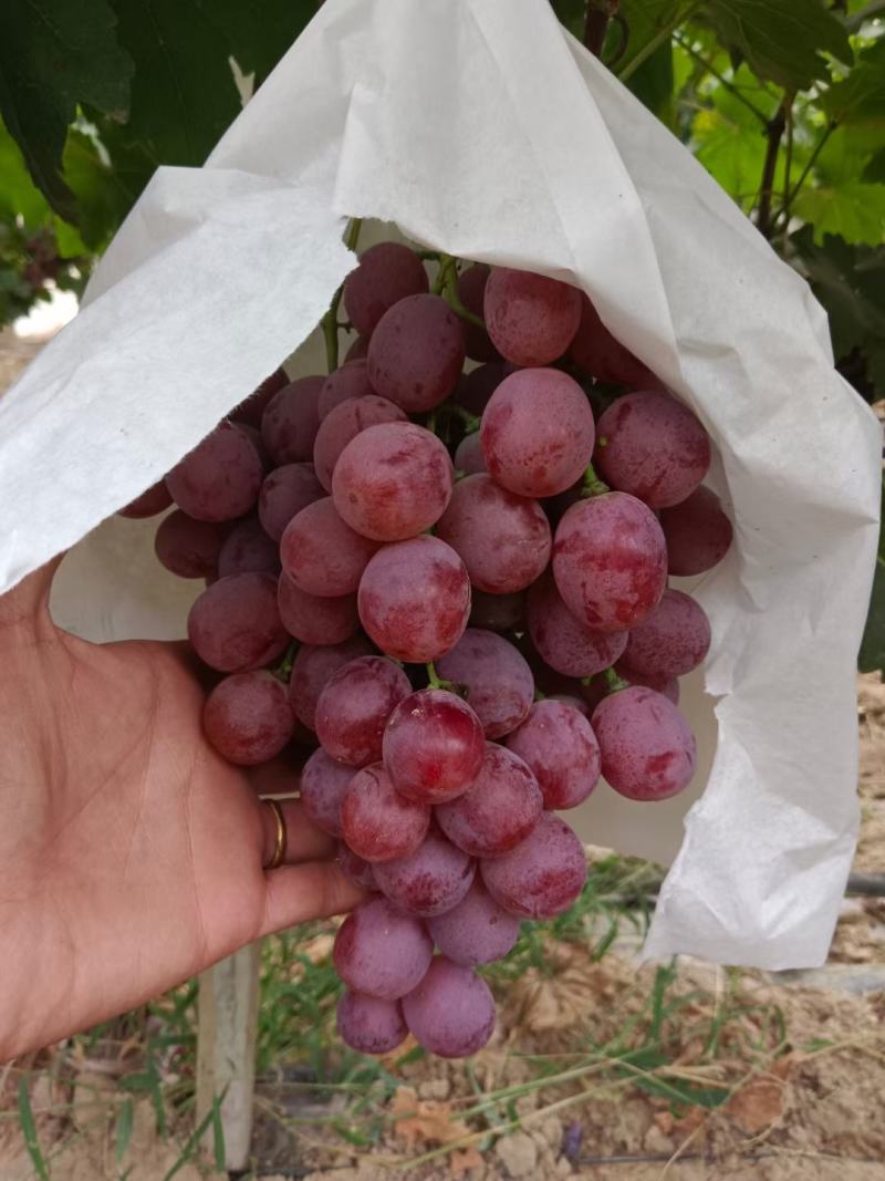 陕西红提葡萄大量上市