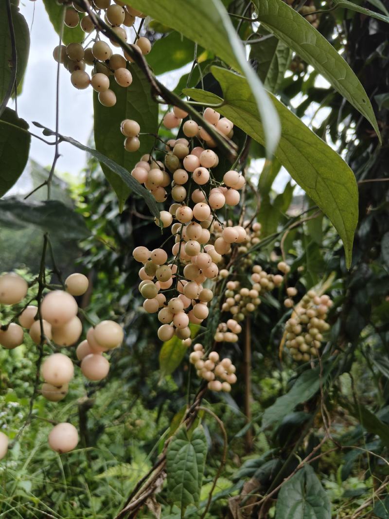 地苦胆（金果榄）百部紫花中药材种子种苗云南欢迎进店