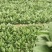 香河产地常年直供精品大叶菠菜质量好价格实惠诚信服务欢迎选