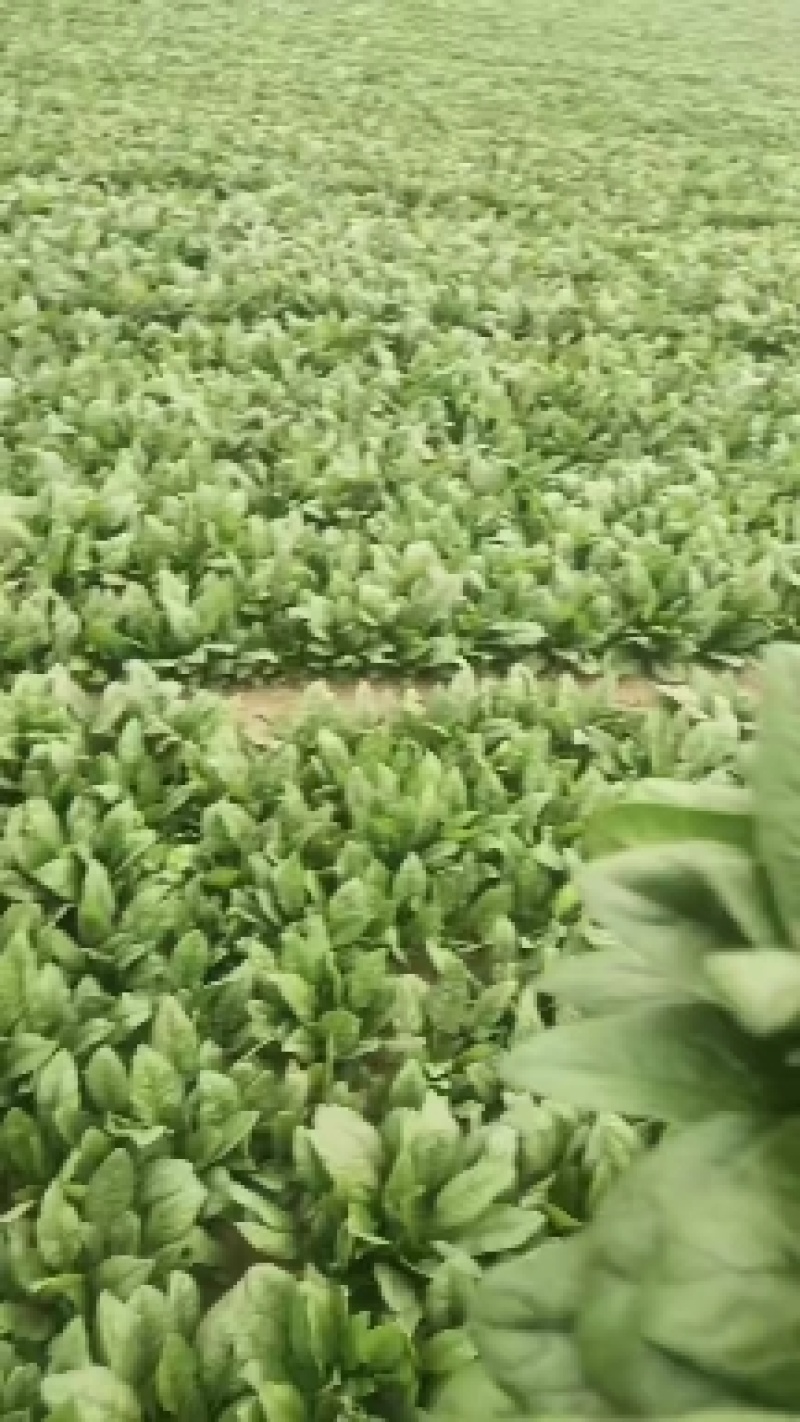 香河产地常年直供精品大叶菠菜质量好价格实惠诚信服务欢迎选