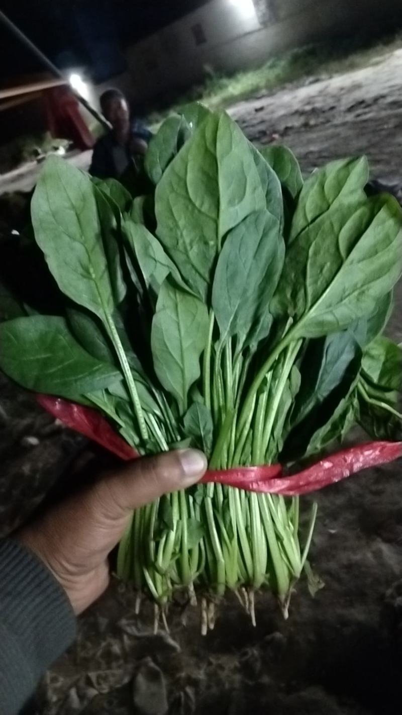 香河产地常年直供精品大叶菠菜质量好价格实惠诚信服务欢迎选