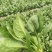 香河产地常年直供精品大叶菠菜质量好价格实惠诚信服务欢迎选