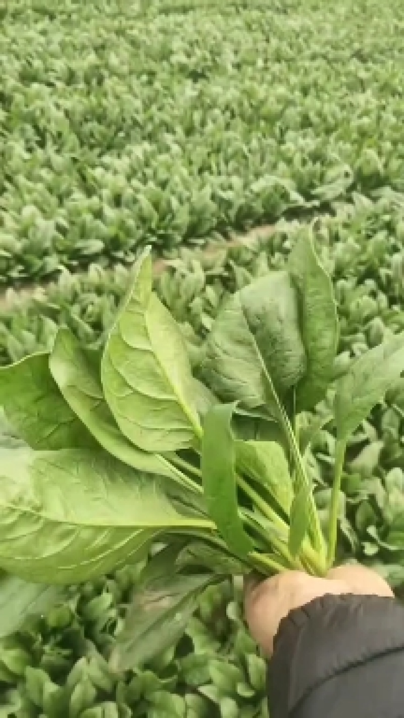 香河产地常年直供精品大叶菠菜质量好价格实惠诚信服务欢迎选