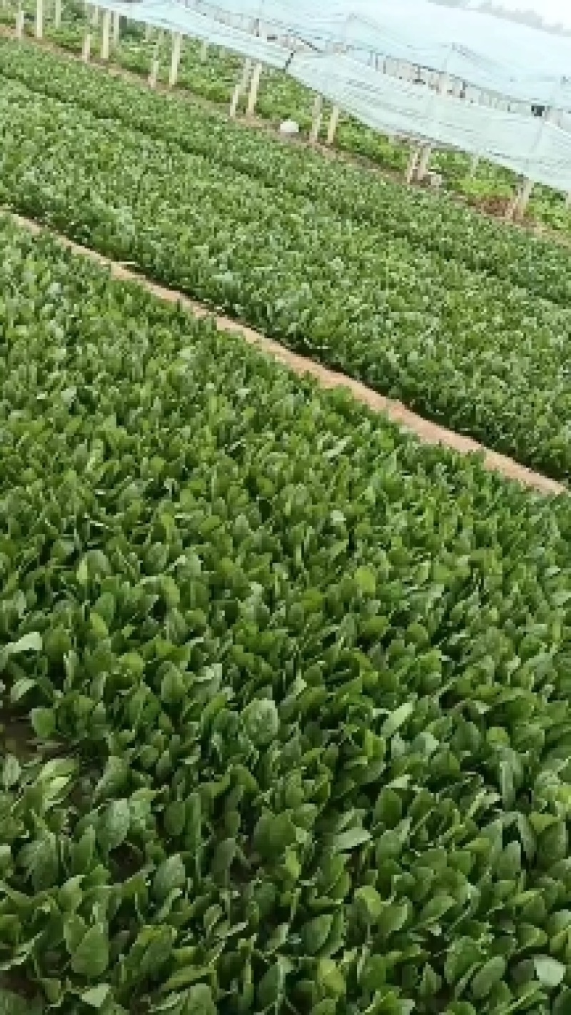 香河产地常年直供精品大叶菠菜质量好价格实惠诚信服务欢迎选
