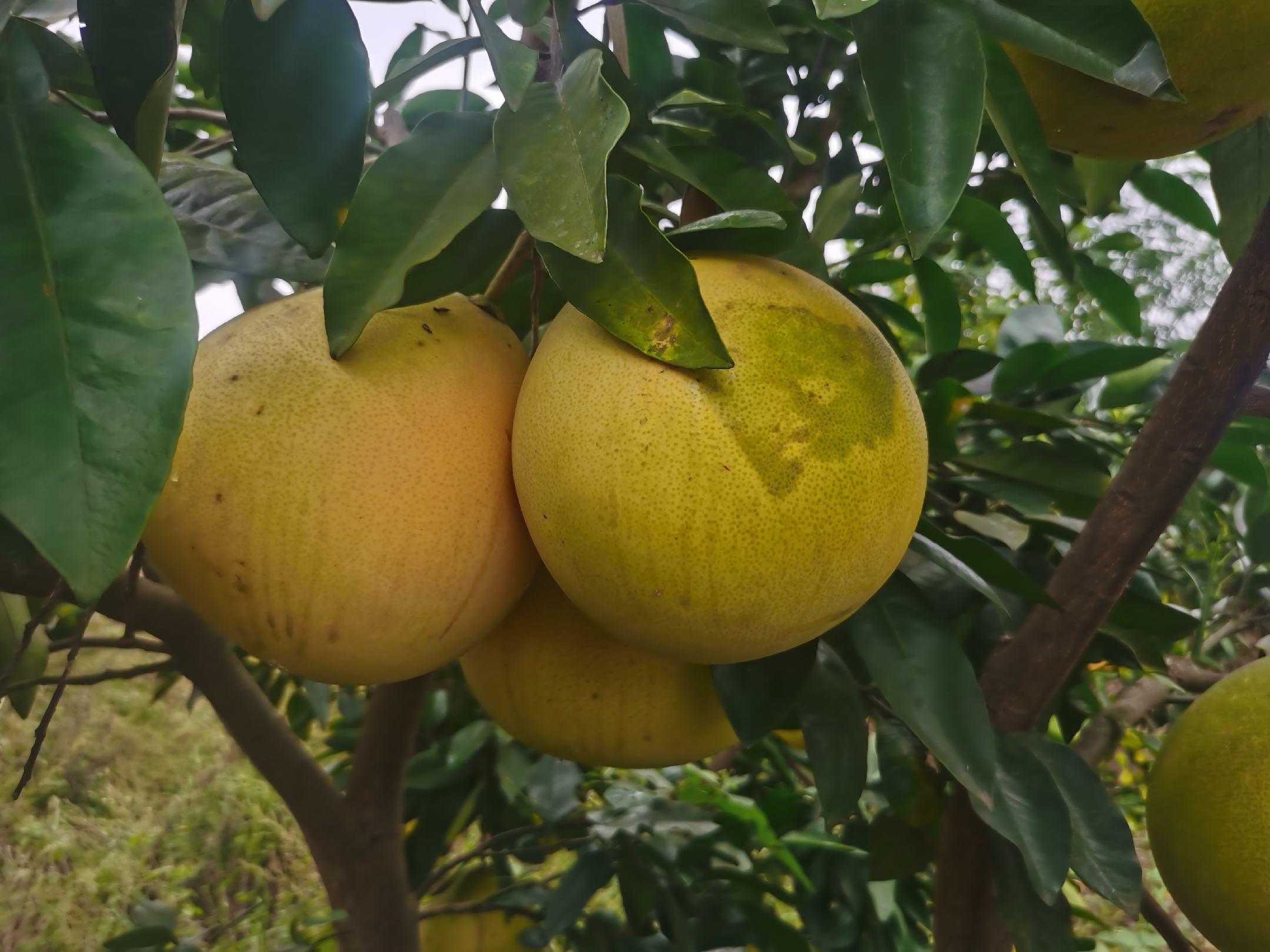 三红蜜柚果实特写