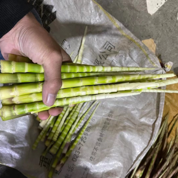 大量八月笋上市