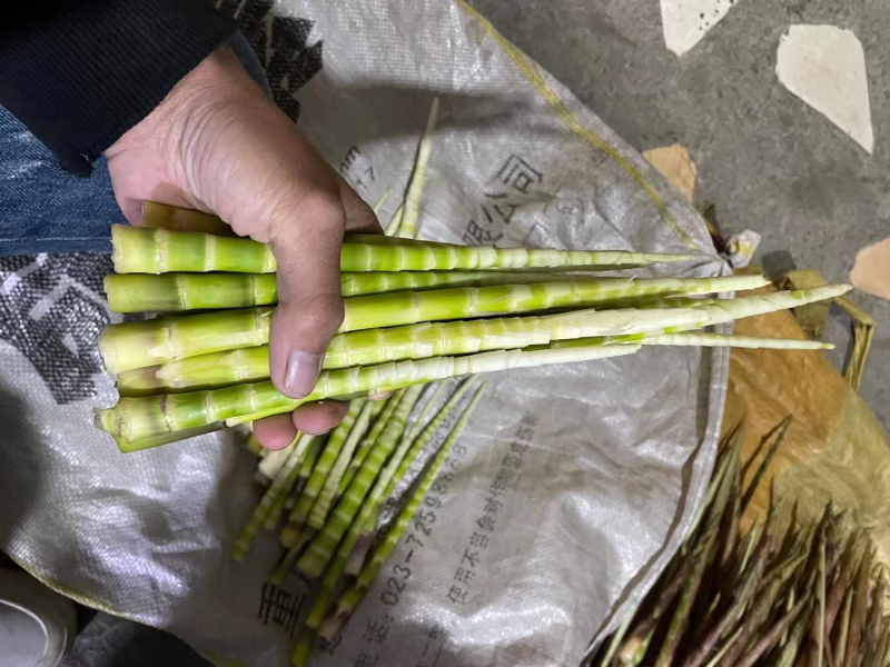 大量八月笋上市