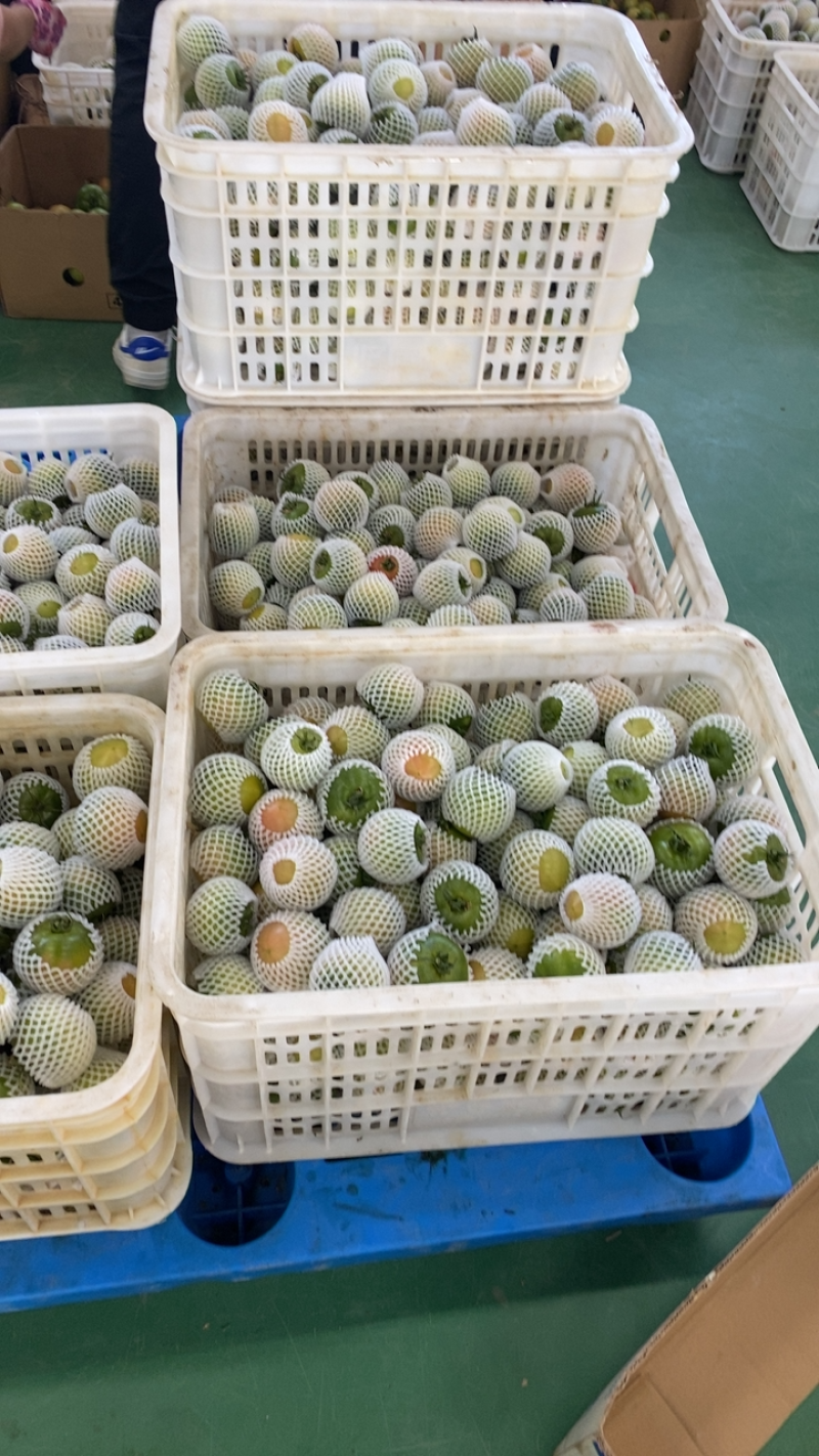 盘锦碱地柿子