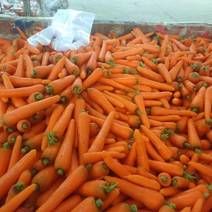 山东胡萝卜大量有货，可大量出口，供应商超等