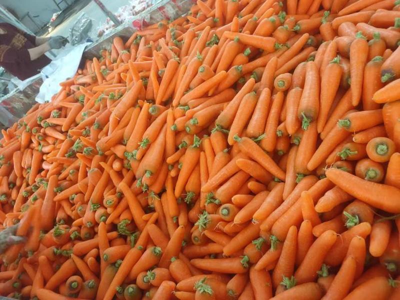 精品胡萝卜，大量上市，欢迎各位电商，超市，市场的老板前来