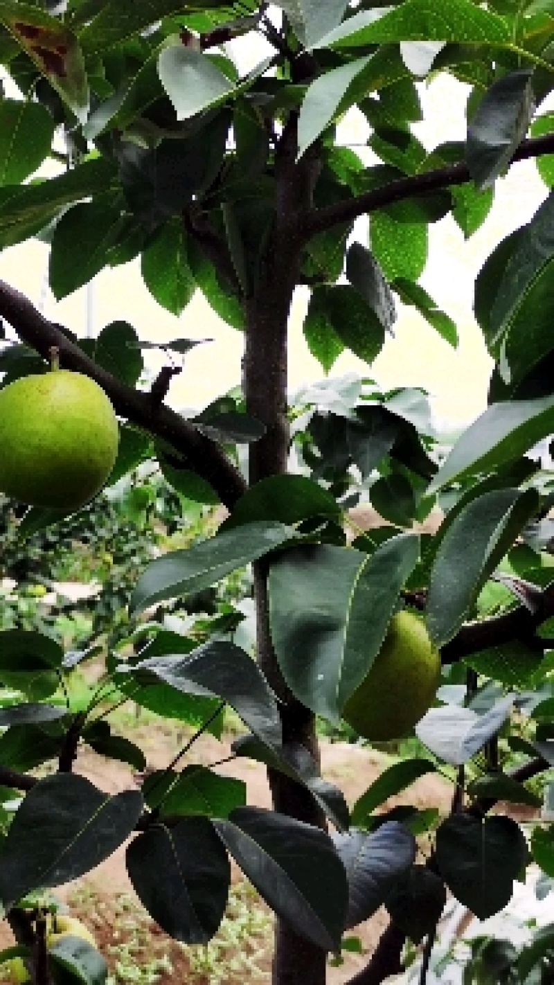 果树岀售（七年龄丰果翠冠梨）白菜价