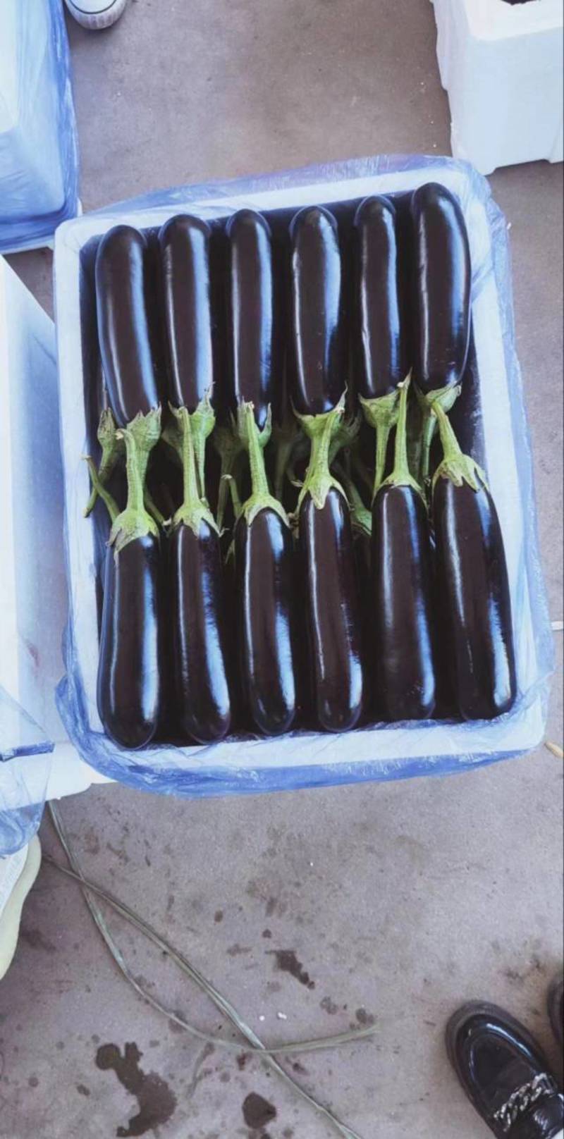 寿光【全奕蔬菜合作社】精品765长茄，烧烤茄。质量保证