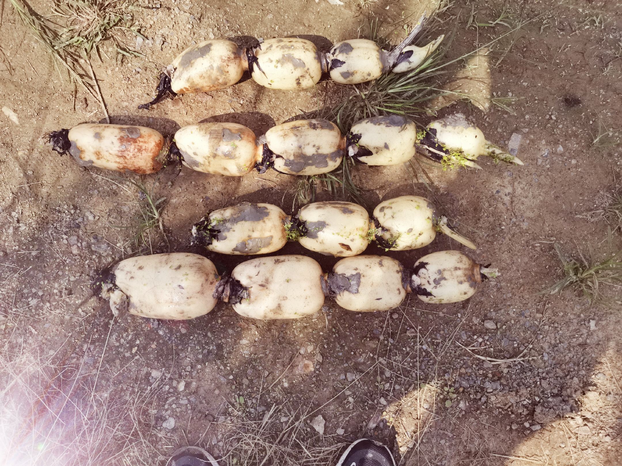 白莲藕种藕选择示意图