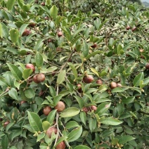 高山山茶籽，岀油率高，大量上市